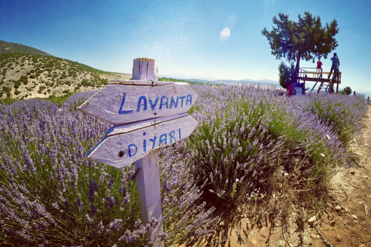 Lavanta Tarlaları Pamukkale Ve Salda Gölü Turu-1